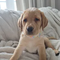 Macy, a female Labrador Retriever for sale in Narvon, PA – Photo 5 of 7
