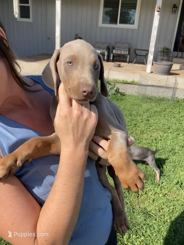 Fawn male #1 – Doberman Pinscher puppy for sale in Galt, CA
