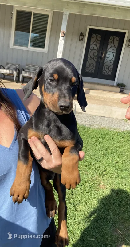 Black male  – Doberman Pinscher puppy for sale in Galt, CA