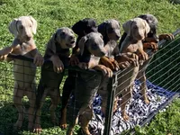 Black female, a female Doberman Pinscher for sale in Galt, CA – Photo 2 of 2