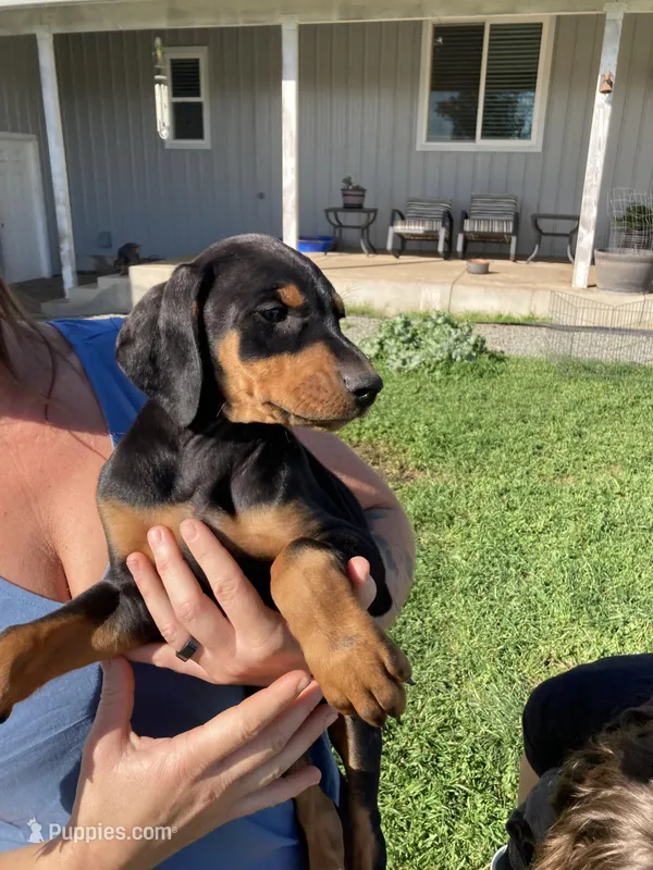 Black female – Doberman Pinscher puppy for sale in Galt, CA