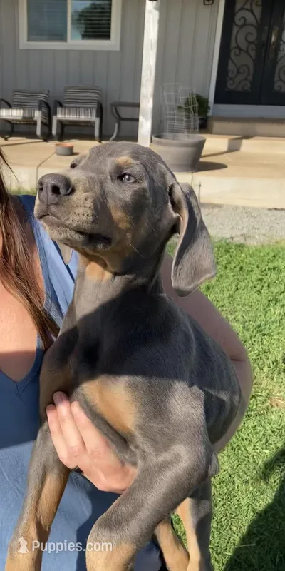 Blue male #3 – Doberman Pinscher puppy for sale in Galt, CA
