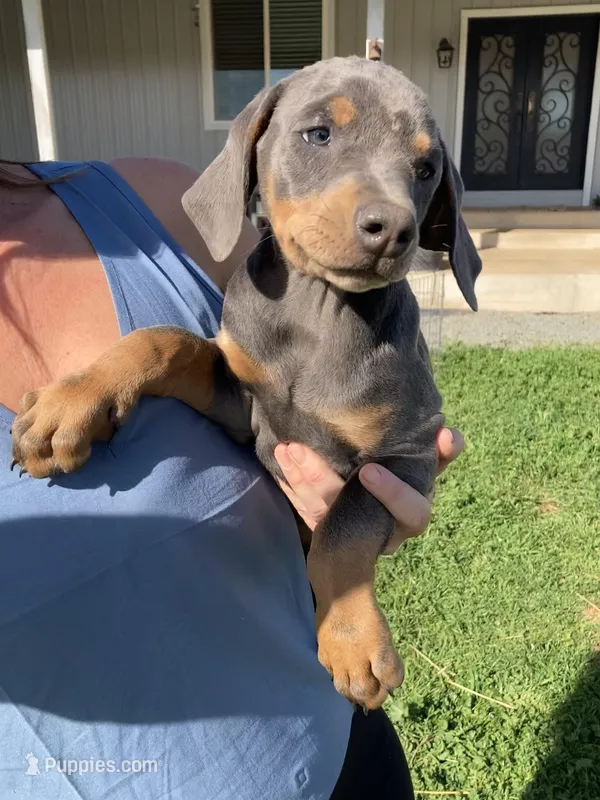 Blue female  – Doberman Pinscher puppy for sale in Galt, CA