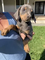 Blue female , a female Doberman Pinscher for sale in Galt, CA – Photo 1 of 2