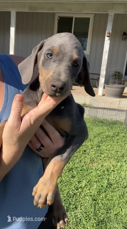 Blue male #2 – Doberman Pinscher puppy for sale in Galt, CA