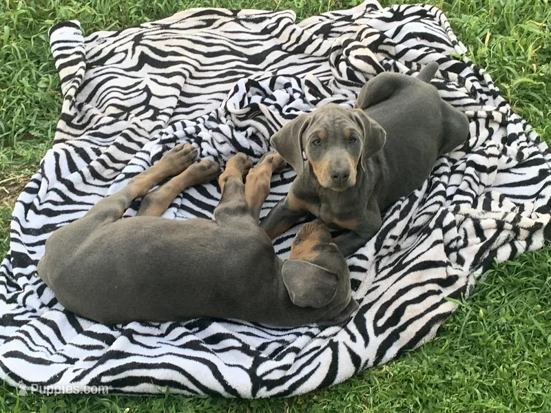 Blue male #2 – Doberman Pinscher puppy for sale in Galt, CA