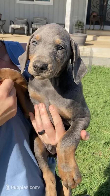 Blue male #1 – Doberman Pinscher puppy for sale in Galt, CA