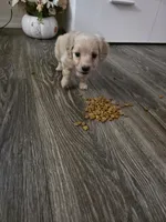 Puppy, a female Dachshund for sale in Phoenix, AZ – Photo 2 of 3