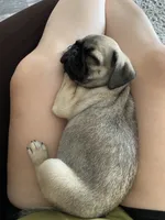Ally, a female Pug for sale in Madison, WI – 2 of 8