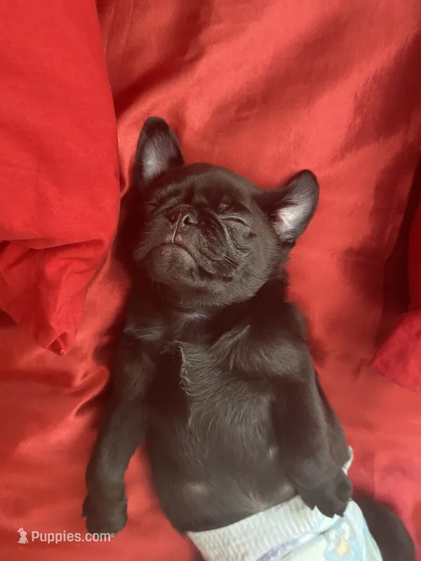 Leo – Pug puppy for sale in Madison, WI