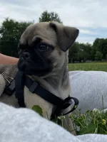 Ally, a female Pug for sale in Madison, WI – 8 of 8