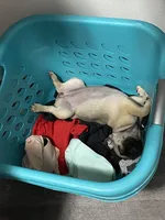 Ally, a female Pug for sale in Madison, WI – 4 of 8