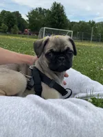 Ally, a female Pug for sale in Madison, WI – 7 of 8