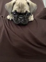 Ally, a female Pug for sale in Madison, WI – 3 of 8