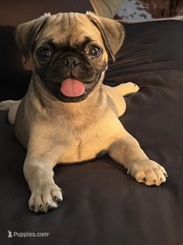 Ally – Pug puppy for sale in Madison, WI