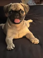 Ally, a female Pug for sale in Madison, WI – 1 of 8