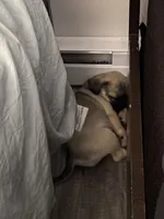 Ally, a female Pug for sale in Madison, WI – 6 of 8