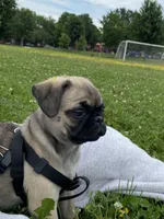 Ally, a female Pug for sale in Madison, WI – 5 of 8