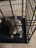 Ali, a male French Bulldog for sale in Indianapolis, IN – Photo 2 of 3