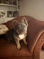 Ali, a male French Bulldog for sale in Indianapolis, IN – Photo 3 of 3