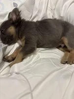 Ali, a male French Bulldog for sale in Indianapolis, IN – Photo 1 of 3