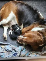 processed/36781bf8-9c64-4cf9-8173-1fbc115ab935/listing/d664bc50-f107-448c-884f-39c58138d1b0/72b3aefb-2bac-4139-b863-3aa1d84c653f