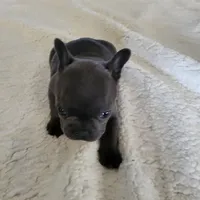 Two, a female French Bulldog for sale in Oklahoma City, OK – Photo 3 of 3