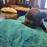 Two, a female French Bulldog for sale in Oklahoma City, OK – Photo 2 of 3