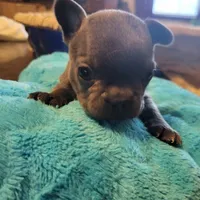 Two, a female French Bulldog for sale in Oklahoma City, OK – Photo 1 of 3