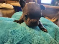 Two, a female French Bulldog for sale in Oklahoma City, OK – Photo 1 of 2