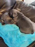 Three, a male French Bulldog for sale in Oklahoma City, OK – Photo 3 of 3