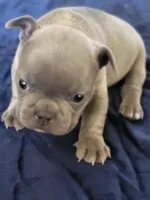 Three, a male French Bulldog for sale in Oklahoma City, OK – Photo 2 of 3