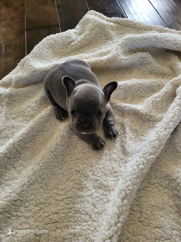 Three – French Bulldog puppy for sale in Oklahoma City, OK