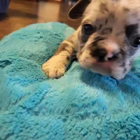 One, a female Blue Lacy for sale in Oklahoma City, OK – Photo 2 of 6