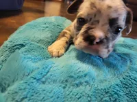 One, a female French Bulldog for sale in Oklahoma City, OK – Photo 2 of 3