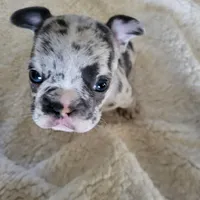 One, a female Blue Lacy for sale in Oklahoma City, OK – Photo 5 of 6