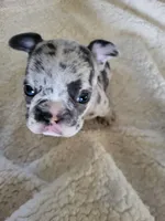 One, a female French Bulldog and Blue Lacy for sale in Oklahoma City, OK – Photo 5 of 5