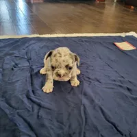 One, a female Blue Lacy for sale in Oklahoma City, OK – Photo 4 of 6