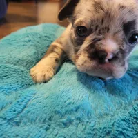 One, a female Blue Lacy for sale in Oklahoma City, OK – Photo 3 of 6