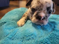 One, a female French Bulldog for sale in Oklahoma City, OK – Photo 3 of 3