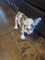 One, a female Blue Lacy for sale in Oklahoma City, OK – Photo 6 of 6