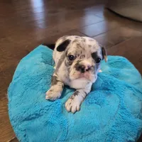 One, a female Blue Lacy for sale in Oklahoma City, OK – Photo 1 of 6