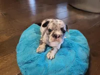One, a female French Bulldog for sale in Oklahoma City, OK – Photo 1 of 3