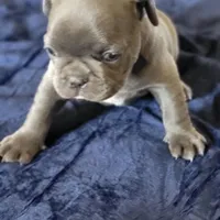 Four, a male French Bulldog for sale in Oklahoma City, OK – Photo 2 of 3