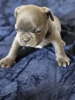 Four, a male French Bulldog for sale in Oklahoma City, OK – Photo 2 of 2