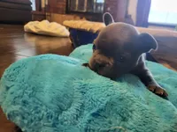 Four, a male French Bulldog for sale in Oklahoma City, OK – Photo 1 of 2