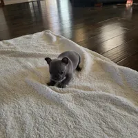 Four, a male French Bulldog for sale in Oklahoma City, OK – Photo 3 of 3