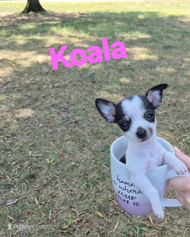 Baby Koala – Chihuahua puppy for sale in Greensboro, NC