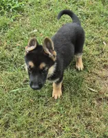 Fatboy Jelly Roll (Pick of the litter!), a male German Shepherd Dog for sale in Greensboro, NC – 7 of 10