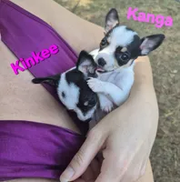 Baby Koala, a female Chihuahua for sale in Greensboro, NC – 8 of 10